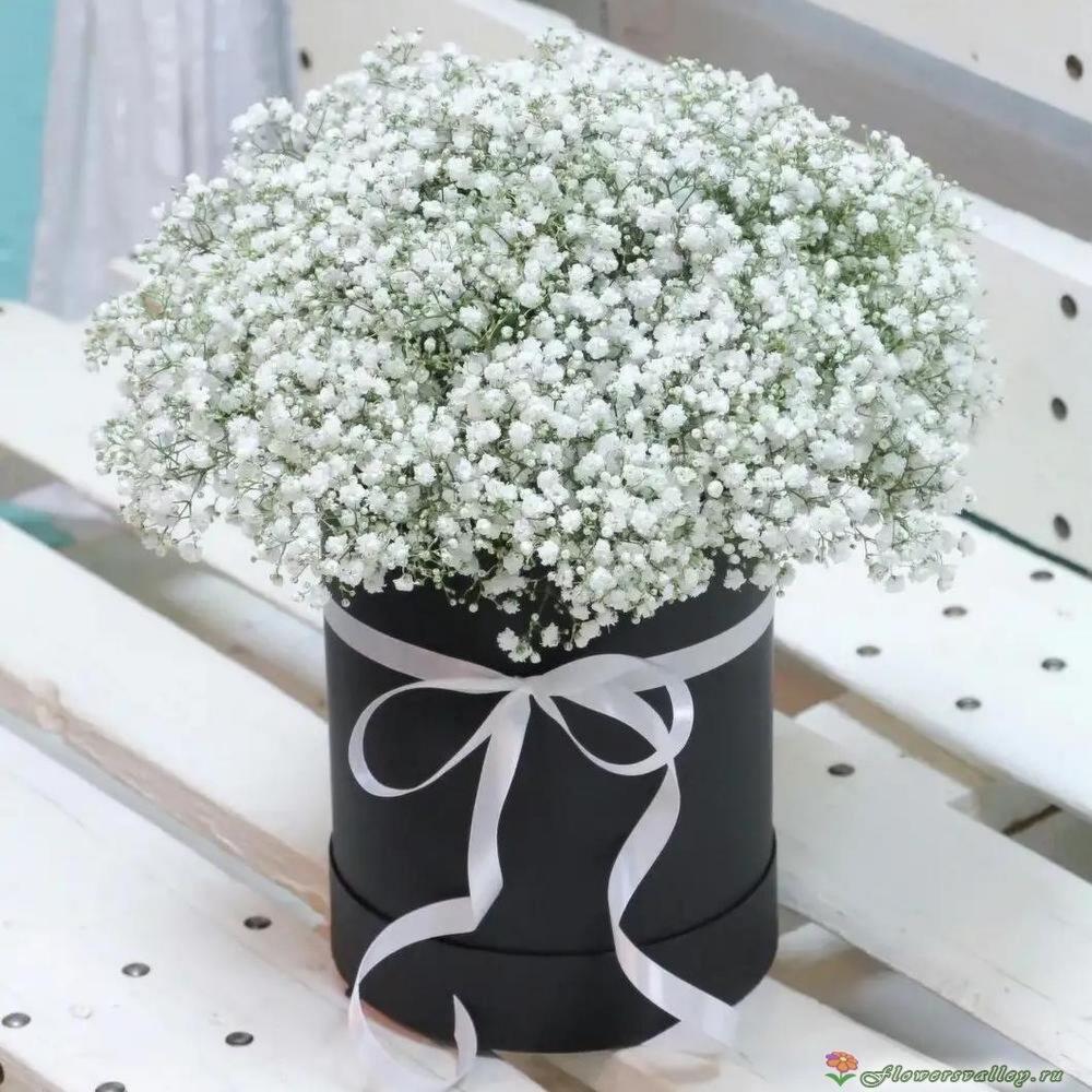 Гипсофилиа в коробке